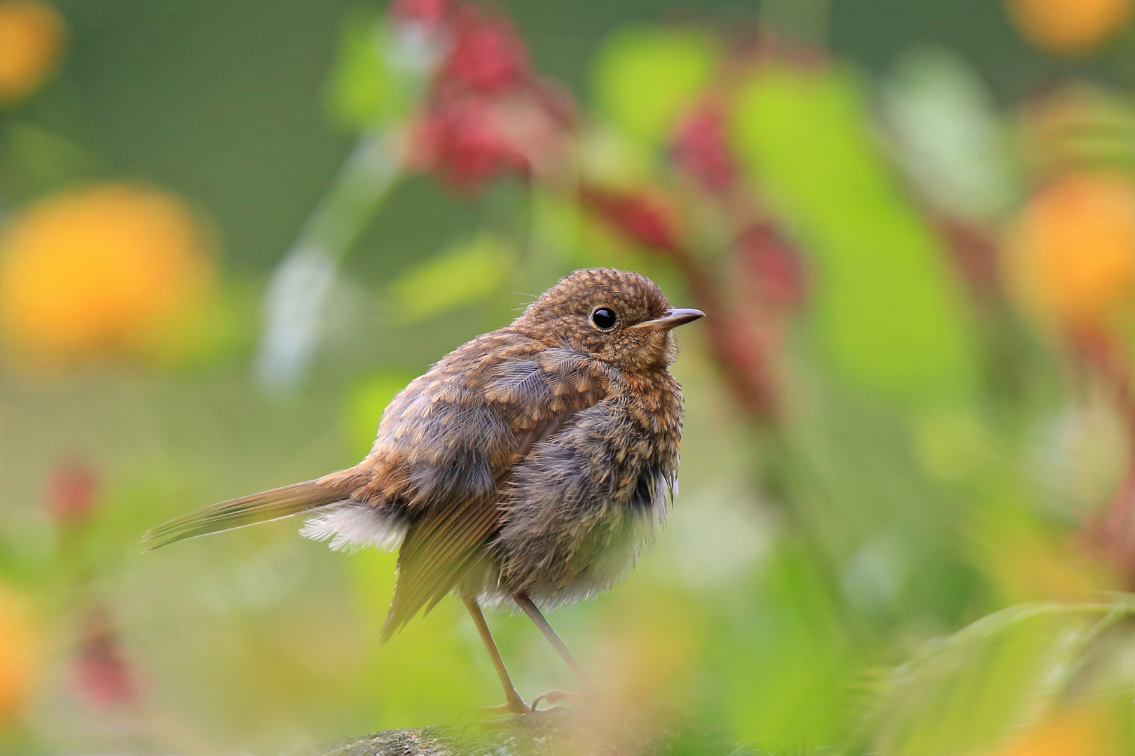 Rotkehlchen Jungvogel