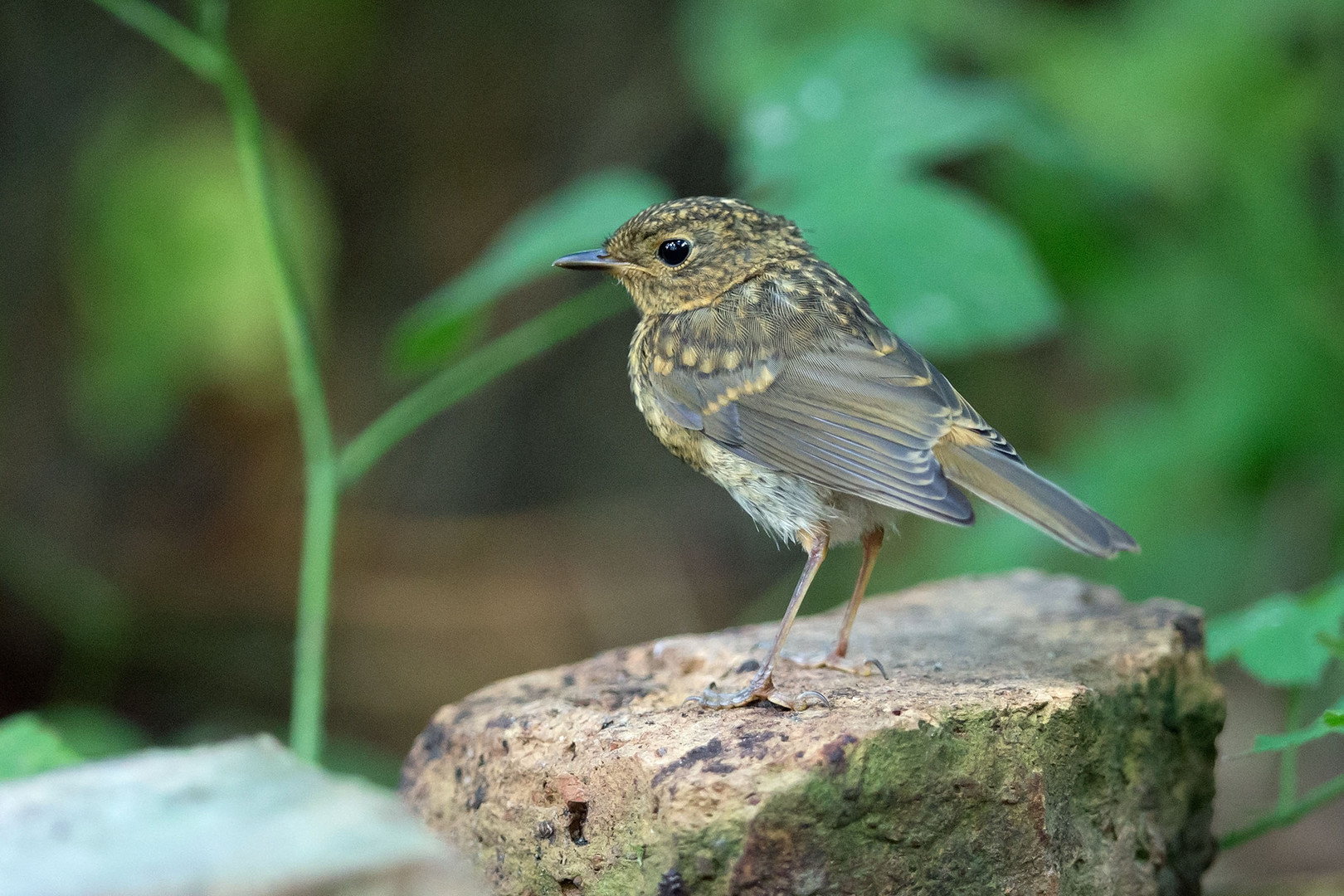 Rotkehlchen Jungvogel 2020