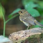 Rotkehlchen Jungvogel 2020