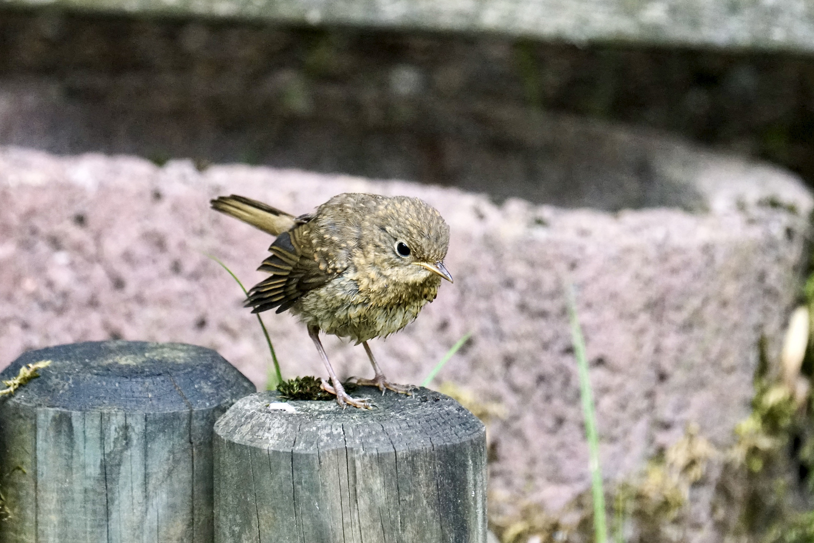 Rotkehlchen  Jungvogel