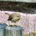 Rotkehlchen  Jungvogel