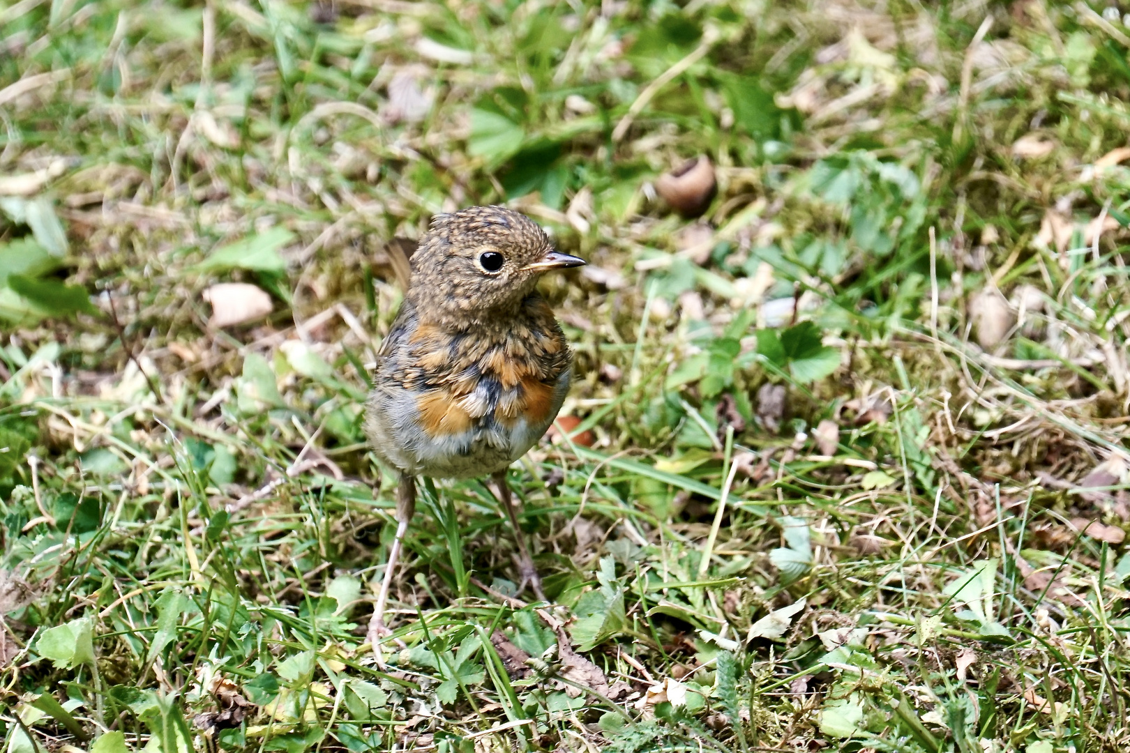 Rotkehlchen Jungvogel