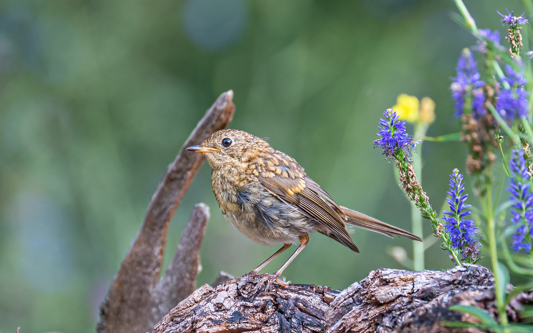 Rotkehlchen Jungvogel