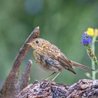 Rotkehlchen Jungvogel