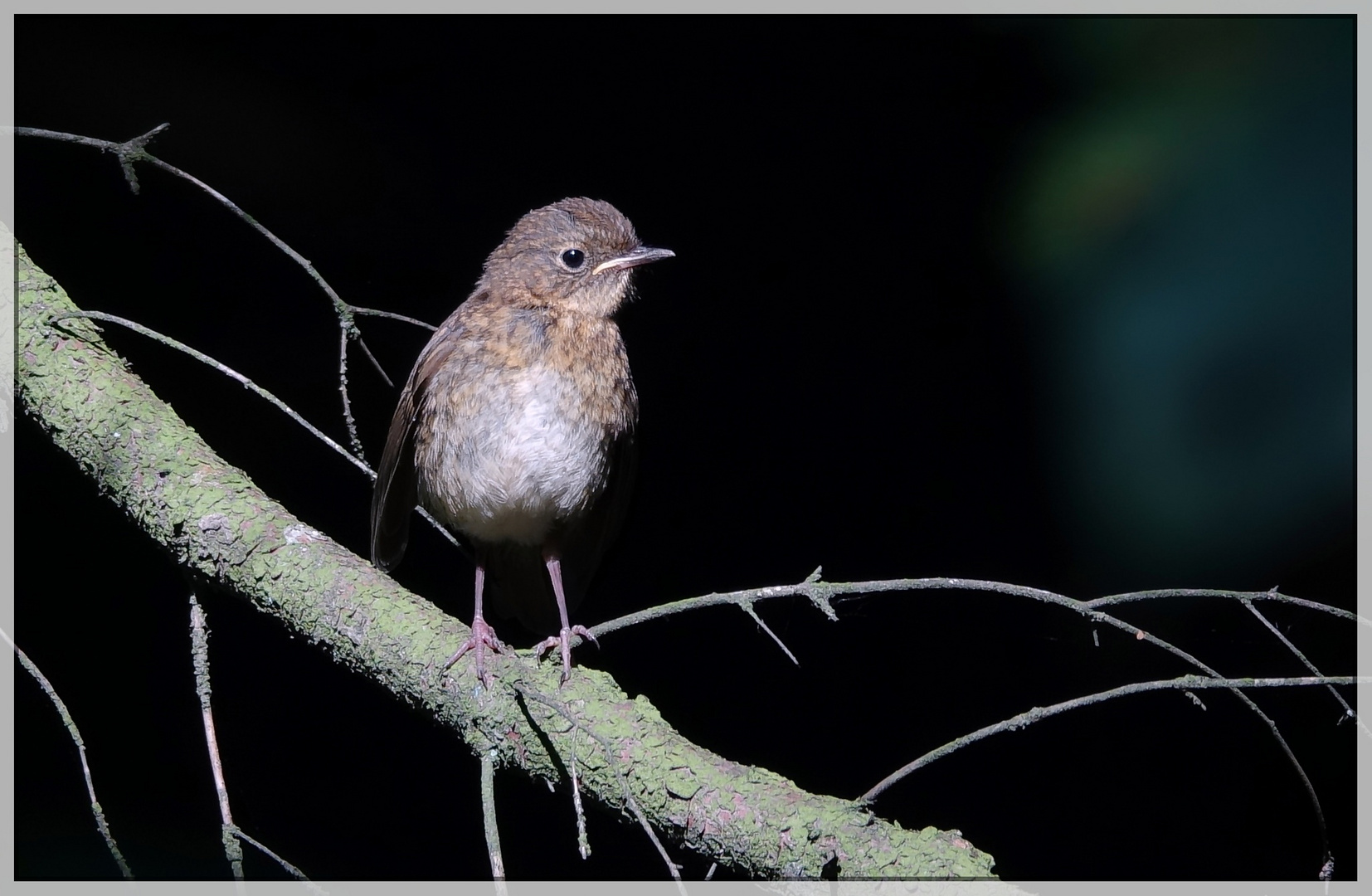 Rotkehlchen Jungvogel