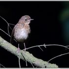 Rotkehlchen Jungvogel