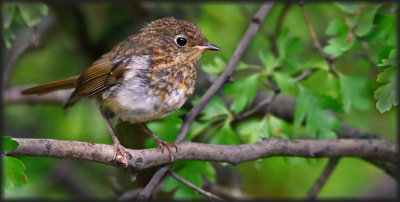 Rotkehlchen, Jungvogel