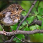 Rotkehlchen, Jungvogel