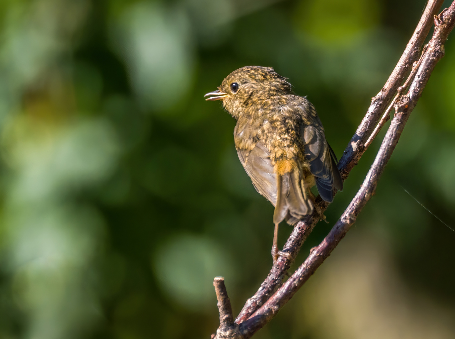 Rotkehlchen, Jungvogel