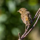 Rotkehlchen, Jungvogel