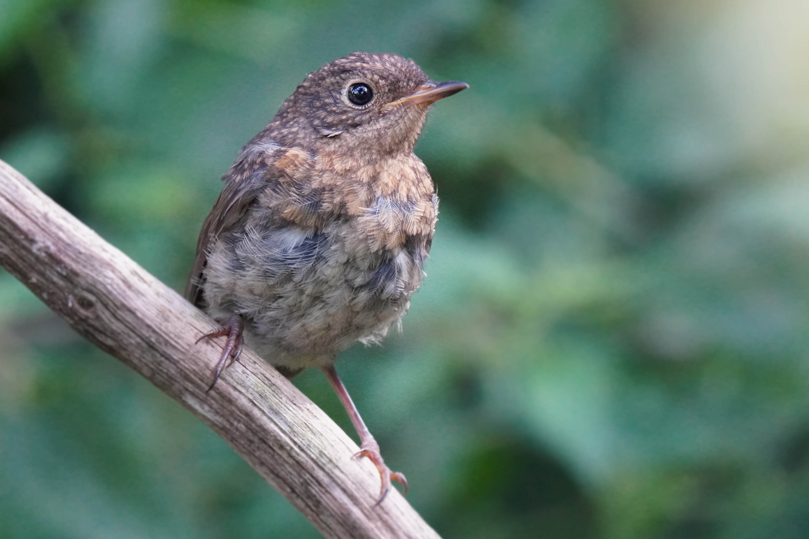 Rotkehlchen Jungvogel