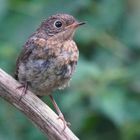 Rotkehlchen Jungvogel