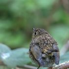 Rotkehlchen (Jungvogel)
