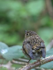 Rotkehlchen (Jungvogel)