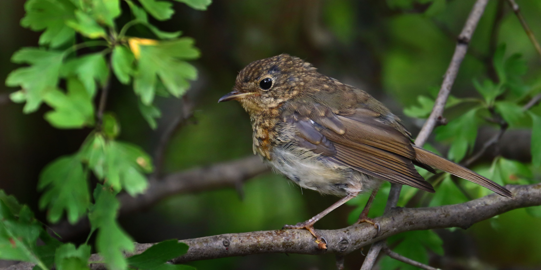 Rotkehlchen, Jungvogel