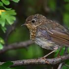 Rotkehlchen, Jungvogel