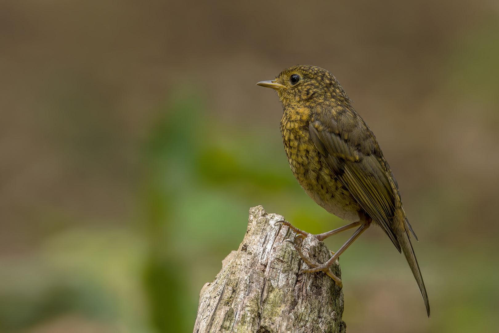 Rotkehlchen Jungvogel