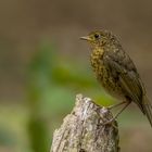 Rotkehlchen Jungvogel