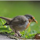 --- Rotkehlchen Jungvogel bei der Nahrungsaufnahme ---