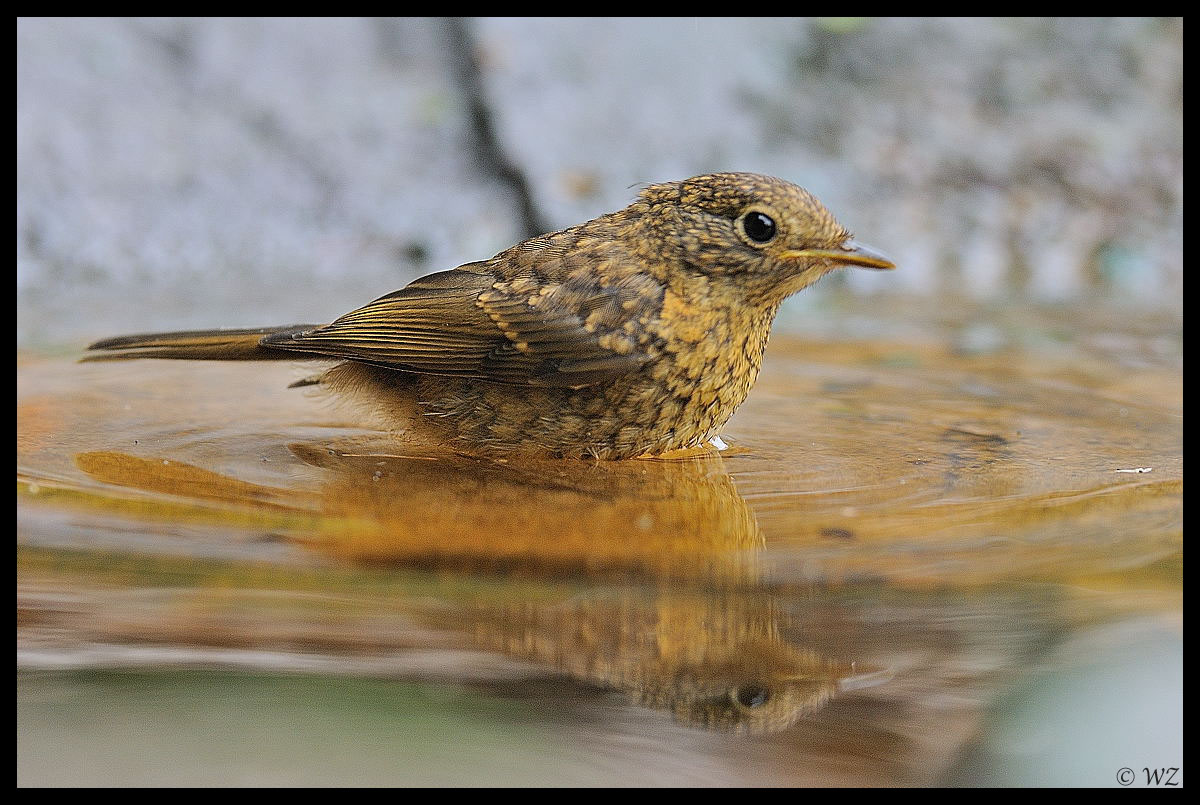 - Rotkehlchen jungvogel beim Brustschwimmen -