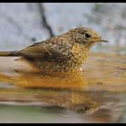 - Rotkehlchen jungvogel beim Brustschwimmen -