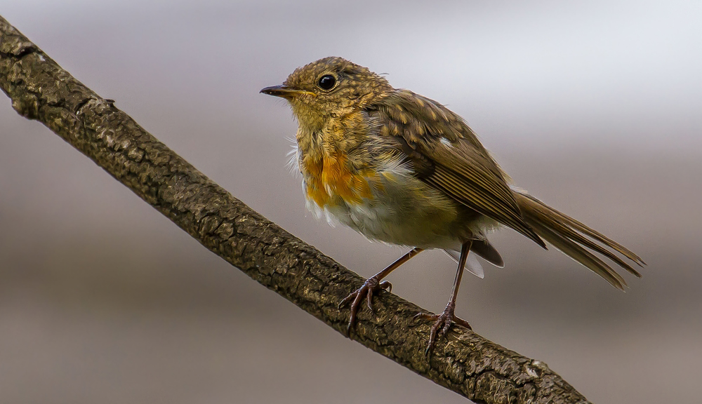 Rotkehlchen - Jungvogel