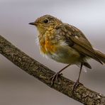 Rotkehlchen - Jungvogel