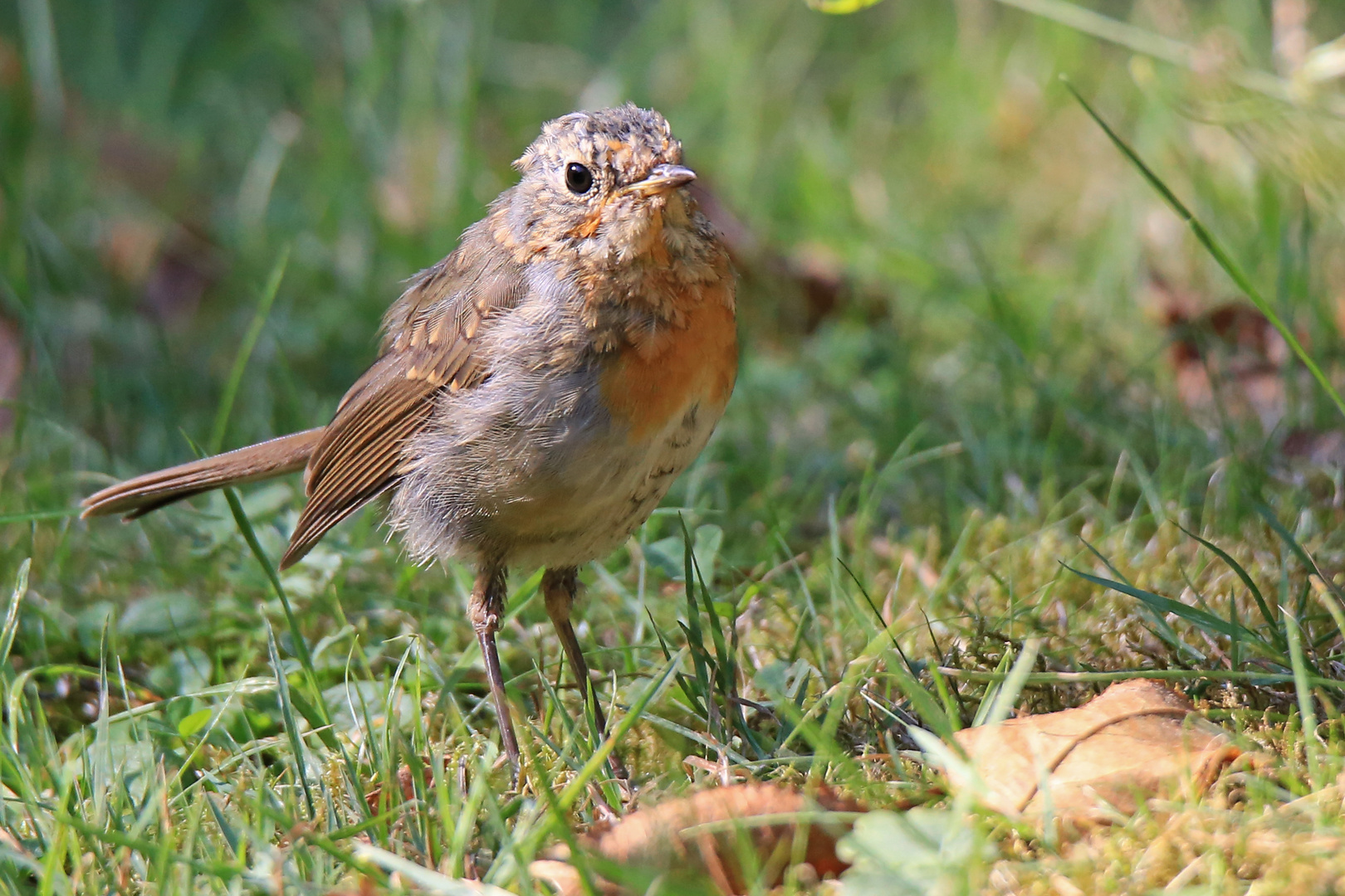 Rotkehlchen Jungvogel 