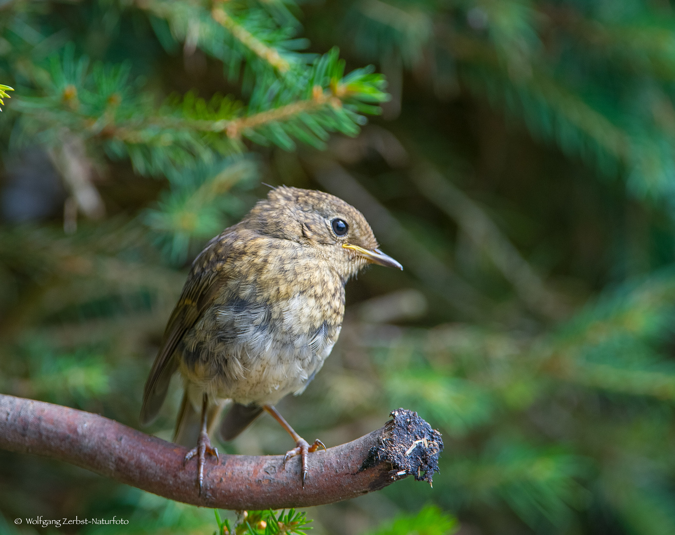   -- ROTKEHLCHEN  Jungvogel -