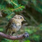   -- ROTKEHLCHEN  Jungvogel -