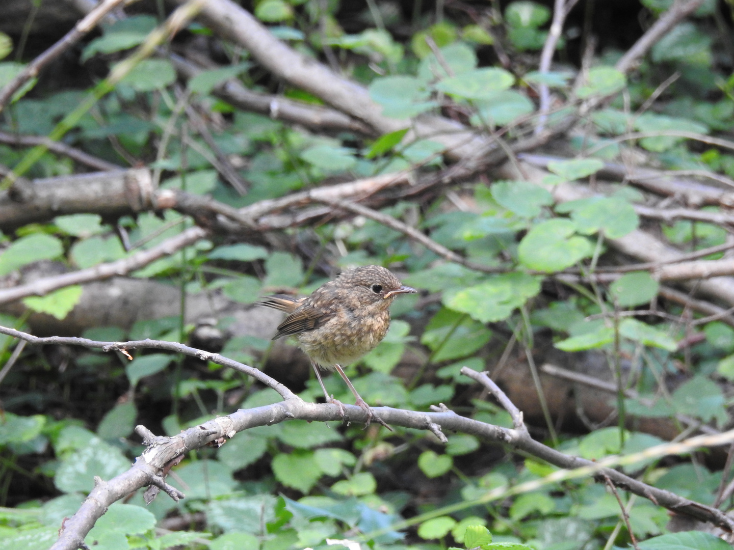 Rotkehlchen. Jungvogel.