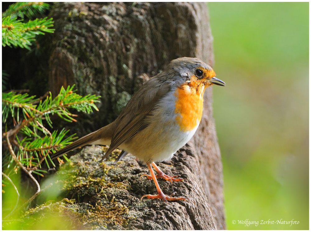 ---- Rotkehlchen Jungvogel ---- ( Erithacus rubecula )