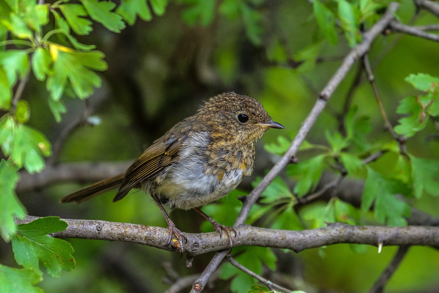 Rotkehlchen Jungvogel, flügge