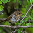 Rotkehlchen Jungvogel, flügge