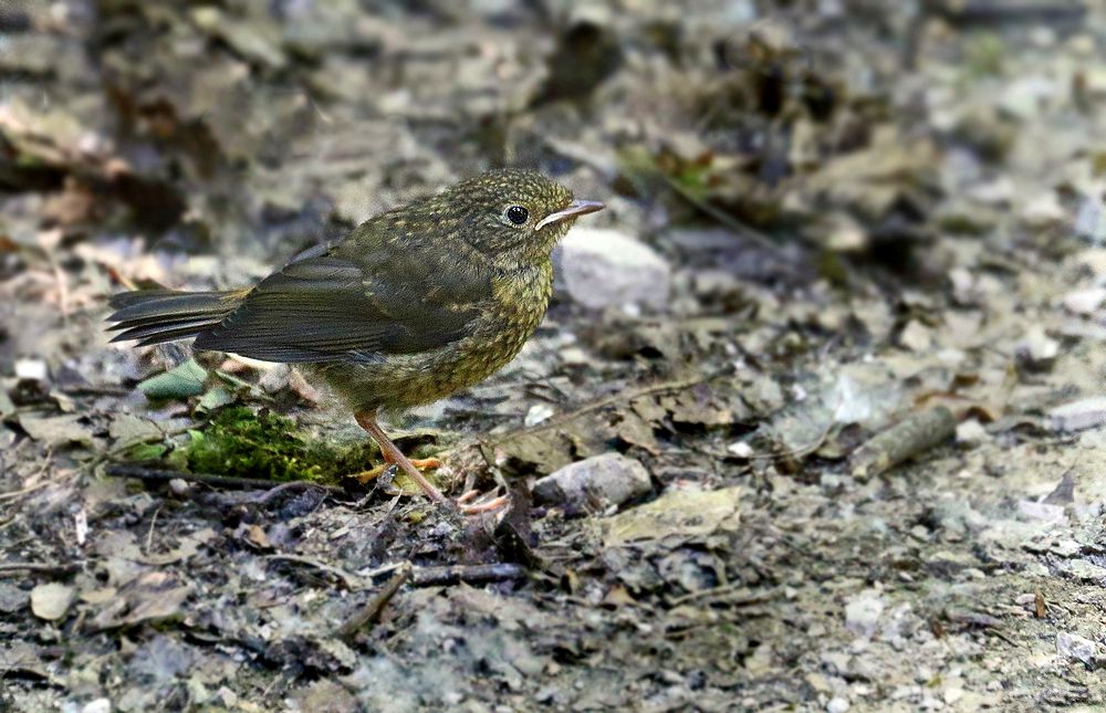 Rotkehlchen, Jungvogel - oder doch was anderes?