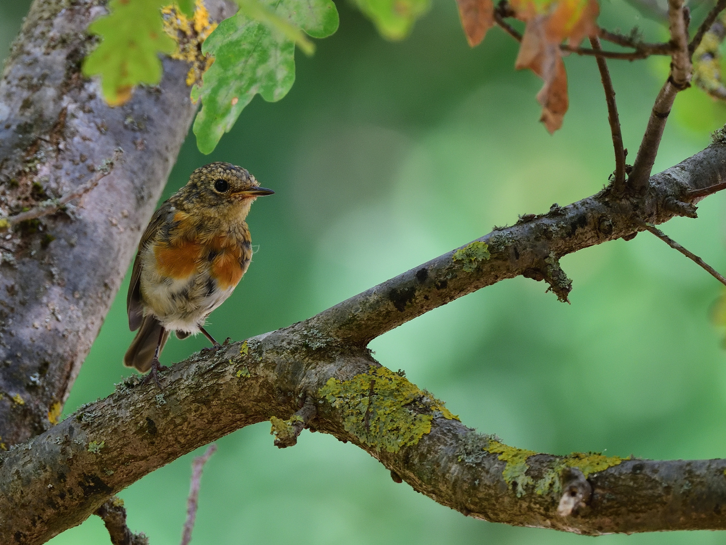 Rotkehlchen juvenil, (Erithacus rubecula)