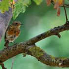 Rotkehlchen juvenil, (Erithacus rubecula)