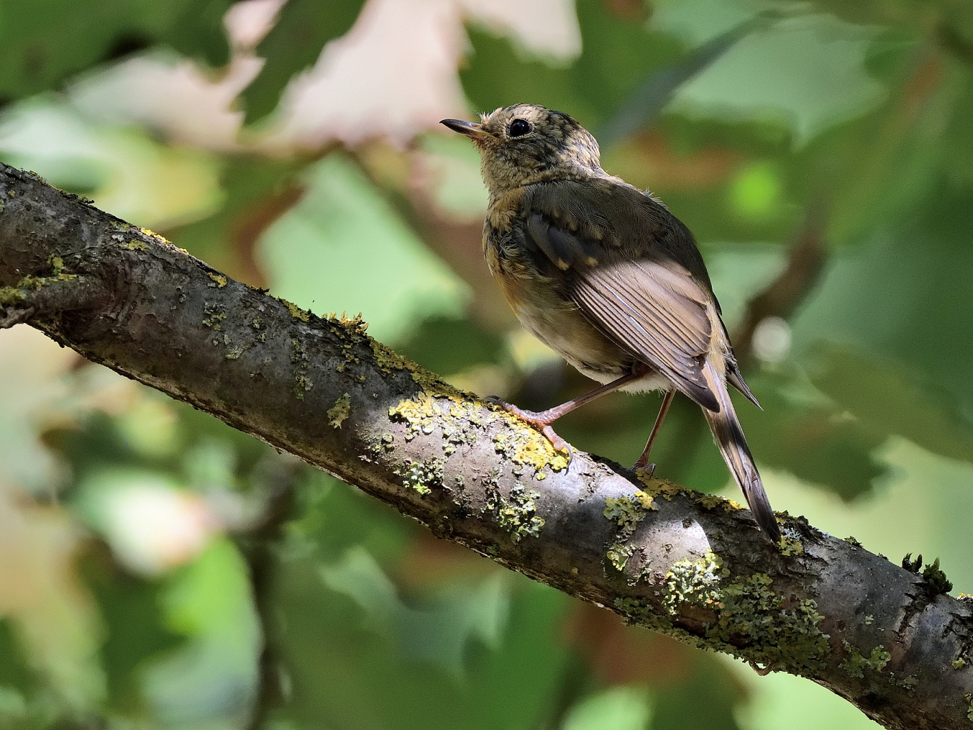 Rotkehlchen juvenil,  (Erithacus rubecula), petirrojo 