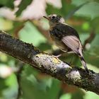 Rotkehlchen juvenil,  (Erithacus rubecula), petirrojo 