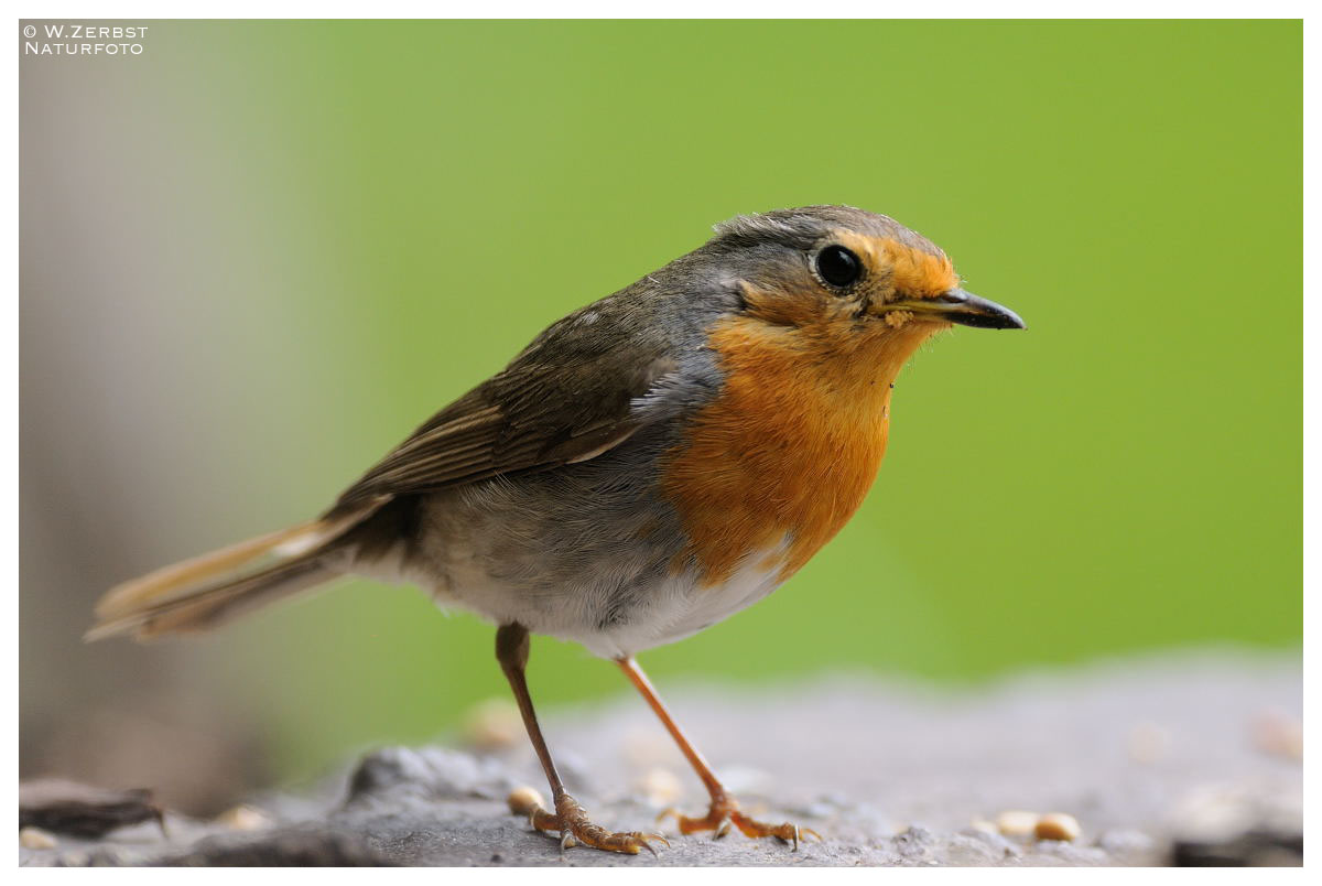 - Rotkehlchen Jv - ( Erithacus rubecula )