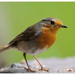 - Rotkehlchen Jv - ( Erithacus rubecula )