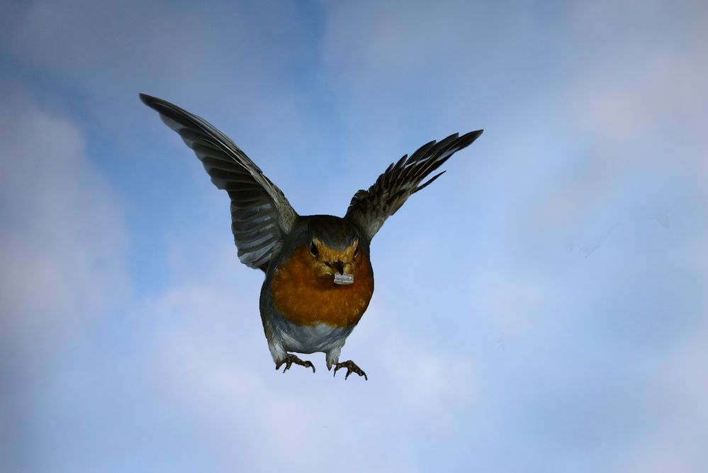 Rotkehlchen können auch fliegen :-)