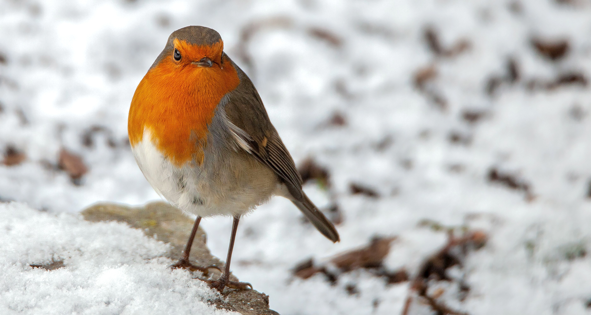 Rotkehlchen m Schnee