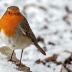 Rotkehlchen m Schnee