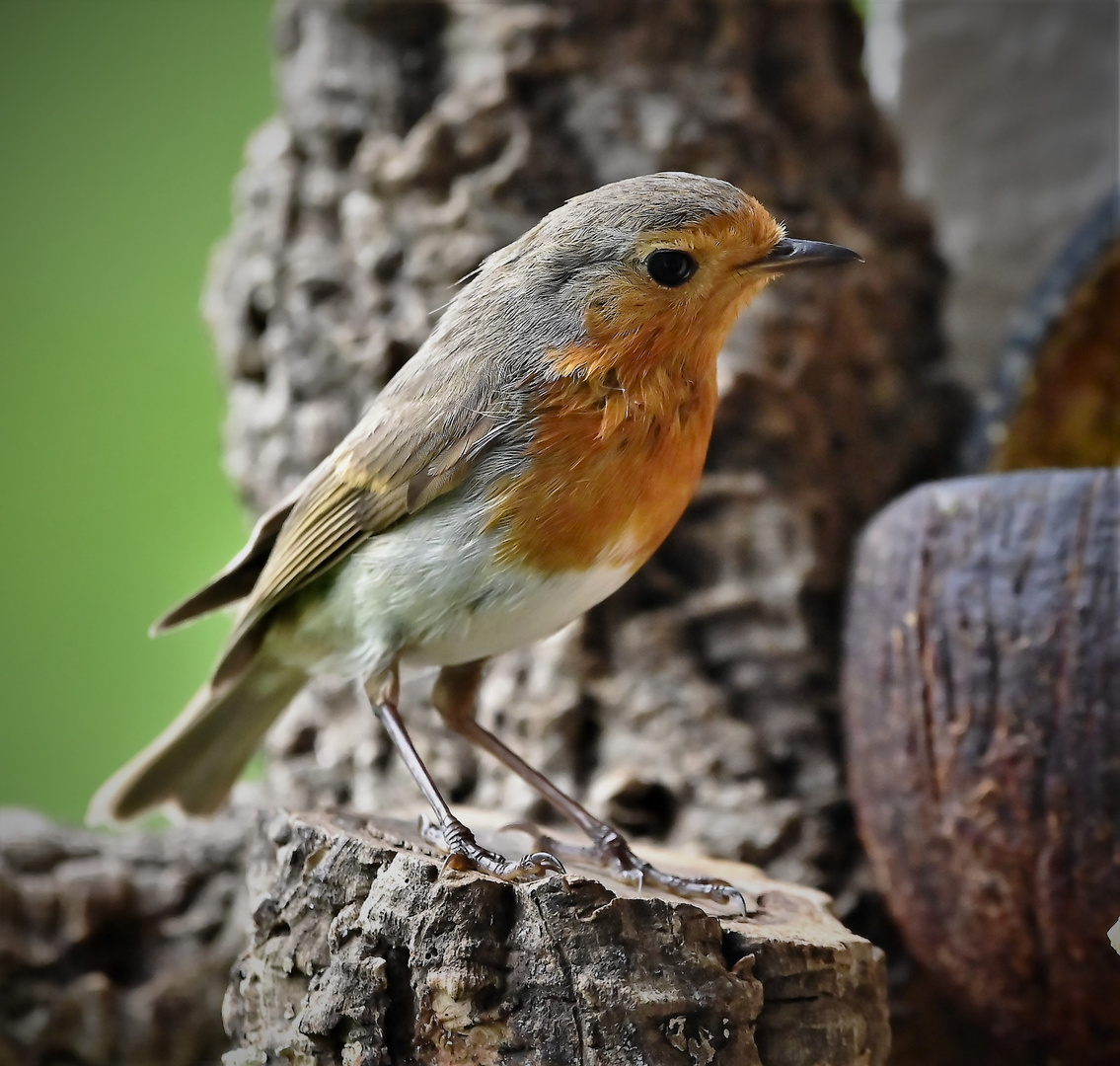 Rotkehlchen Männchen... Foto & Bild tiere, wildlife, wild lebende vögel Bilder auf