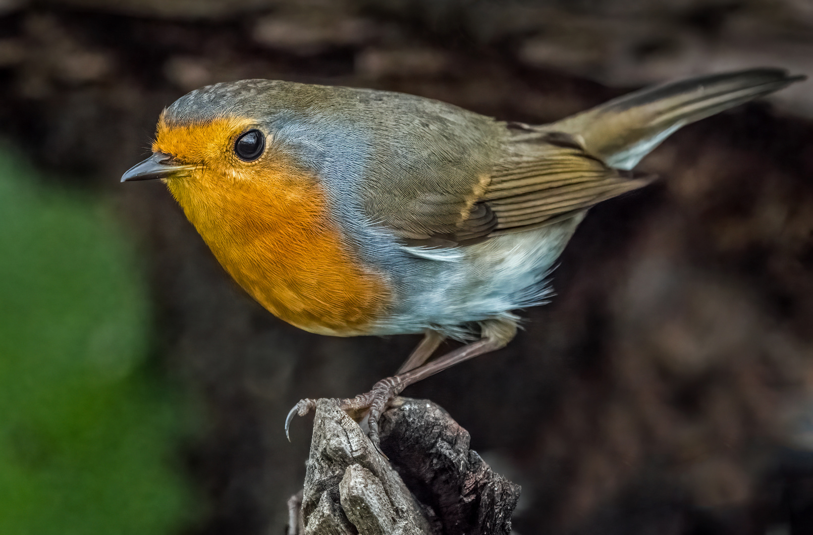 "Rotkehlchen mag ich sehr" (ISO 6400)