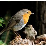 - Rotkehlchen - Mein Lieblingsvogel ( Erithacus rubecula )