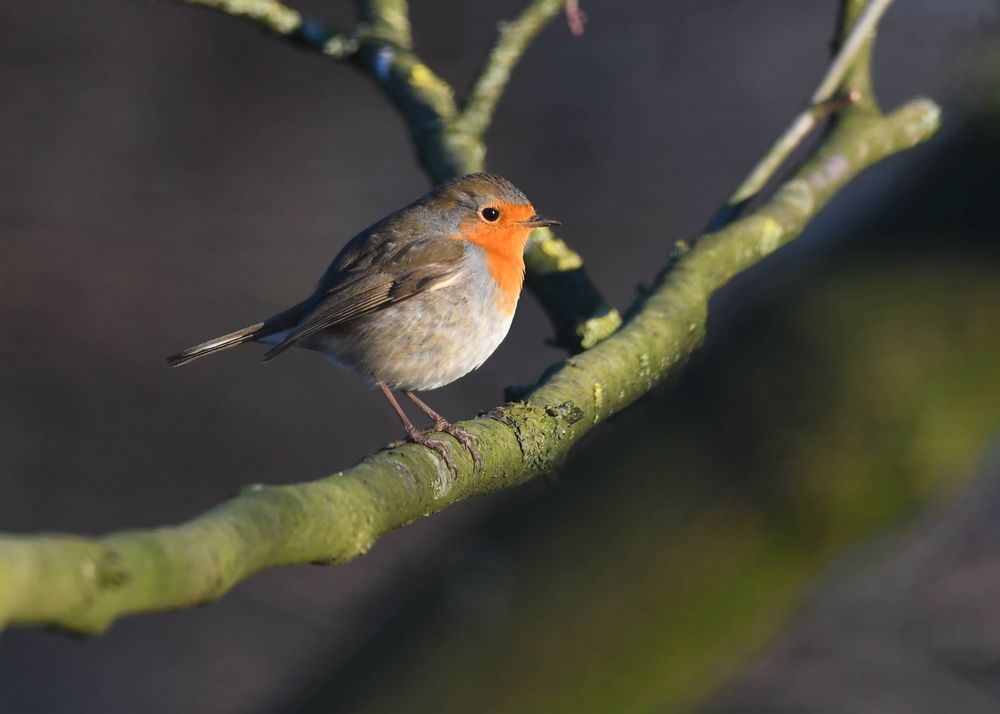 Rotkehlchen, Melle, 12.02.2018