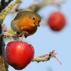 Rotkehlchen mit Apfel