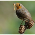 - Rotkehlchen mit Beute - ( Erithacus rubecula )